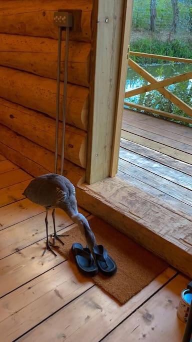 Villa Log Cabin/hot Tub On Private Jurassic Coast *